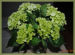 DSC_0124 (2)