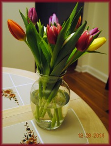 tulip