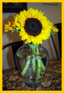 sunflower